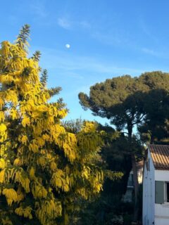 Des pompons de soleil qui illuminent nos journées 💛 La saison du mimosa s’invite dans les ruelles de Toulon et dans nos biens 🌼